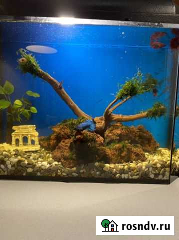 Аквариум Тольятти - изображение 1