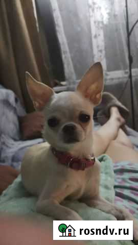 Чихуахуа девочка продам Новокузнецк - изображение 1