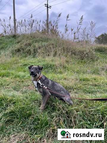 Собака Армавир - изображение 1