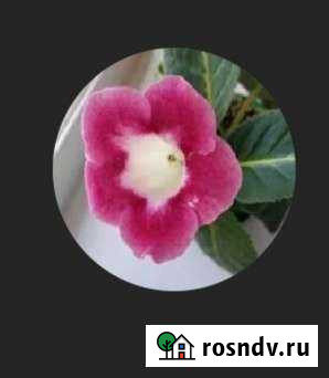 Глоксиния детки Батайск - изображение 1