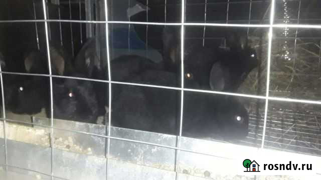 Крольчата Гагарин - изображение 1