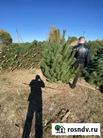 Новогодние елки сосны розница опт Смоленск - изображение 1
