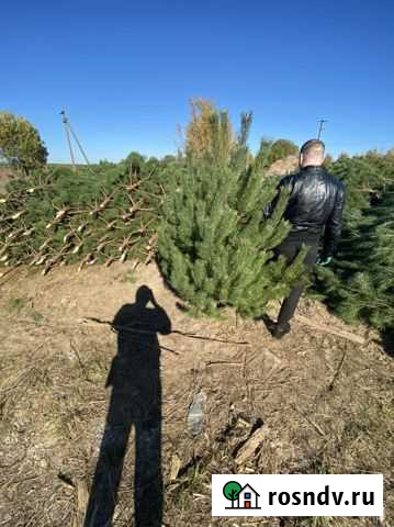 Новогодние елки сосны розница опт Смоленск - изображение 1