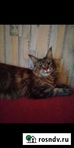 Вязка Мейн Кун Екатеринбург - изображение 1