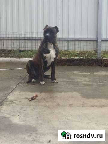 Дог Курганинск - изображение 1
