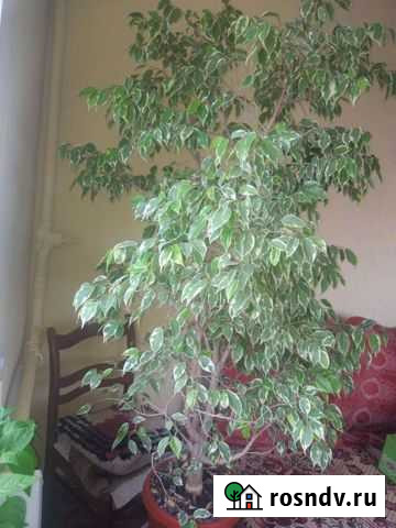 Продаю фикус Бенджамин Буши Воронеж - изображение 1