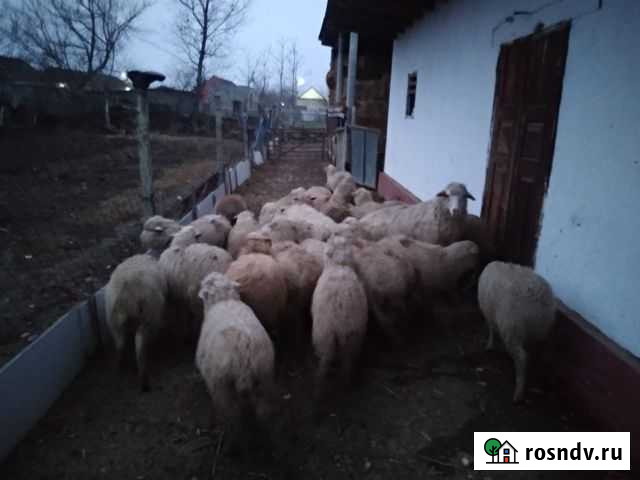 Овцы матки Аксай - изображение 1