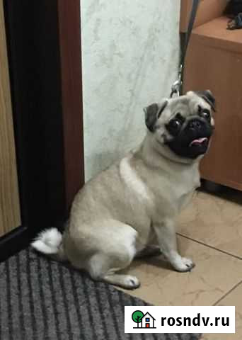 Мопс Нижний Новгород - изображение 1