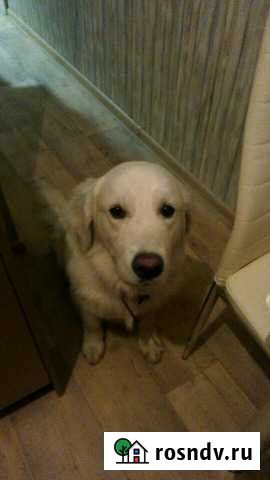 Вязка ретривера Хабаровск - изображение 1