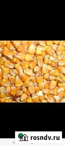 Кукуруза зерно Фастовецкая - изображение 1