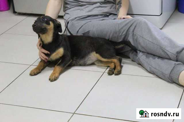 Милая коротышка Нюра ищет дом Санкт-Петербург - изображение 1