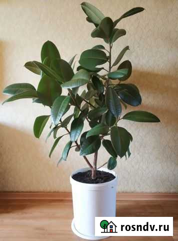 Фикус каучуконосный Лодейное Поле - изображение 1