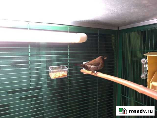 Японская чешуйчатая амадина Удельная - изображение 1