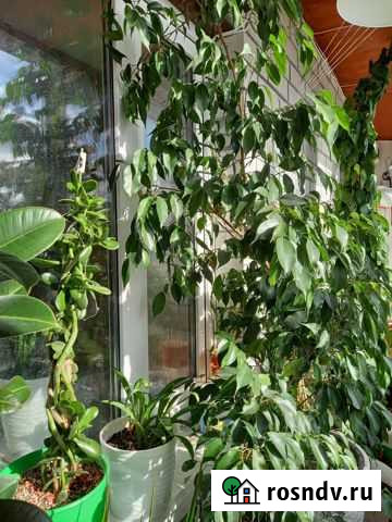 Фикус бенджамина большой Тюмень - изображение 1