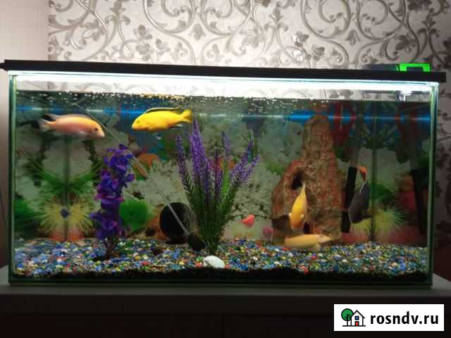 Аквариум с рыбками Череповец - изображение 1