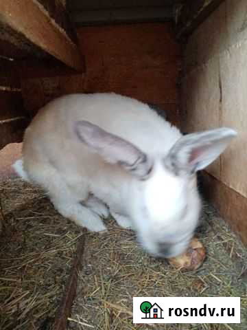 Кролик Усть-Джегута - изображение 1