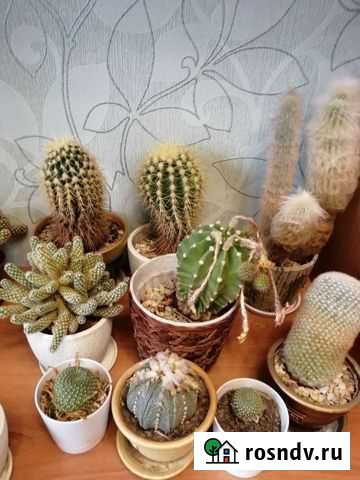 Кактус Шебекино - изображение 1