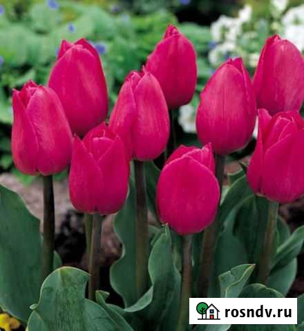 Тюльпаны оптом Владикавказ - изображение 1