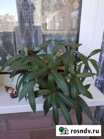 Традесканция Рео Краснодар - изображение 1