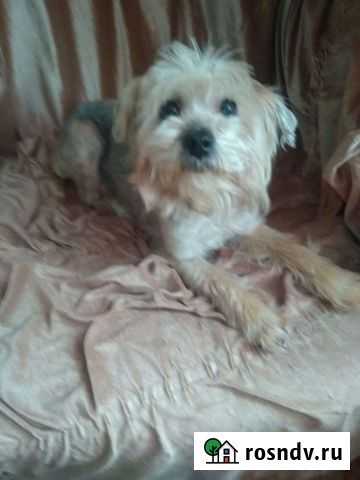 Йоршский терьер Тума - изображение 1