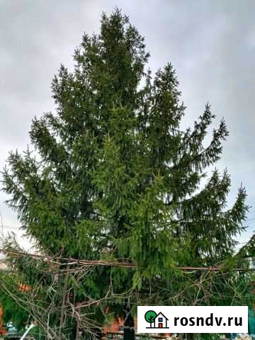 Ель Новошахтинск - изображение 1