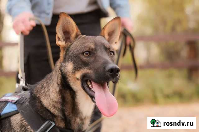 Собака в добрые руки Электросталь - изображение 1