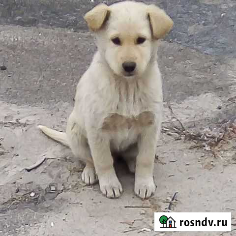 Щеночки Брянск - изображение 1