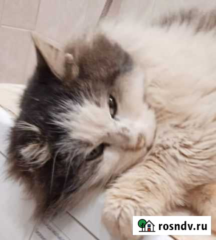 Кот Керчь - изображение 1