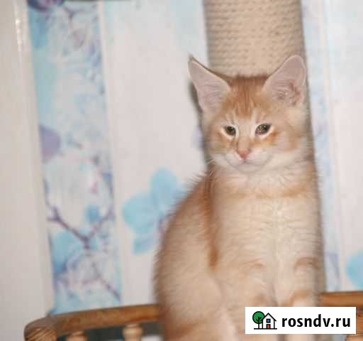 Чаузи Ф1 мальчик (2 мес.) Санкт-Петербург - изображение 1