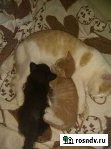 Котята,мальчики Бирск - изображение 1