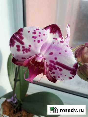 Орхидея фаленопсис, Diamond sky Елизово - изображение 1