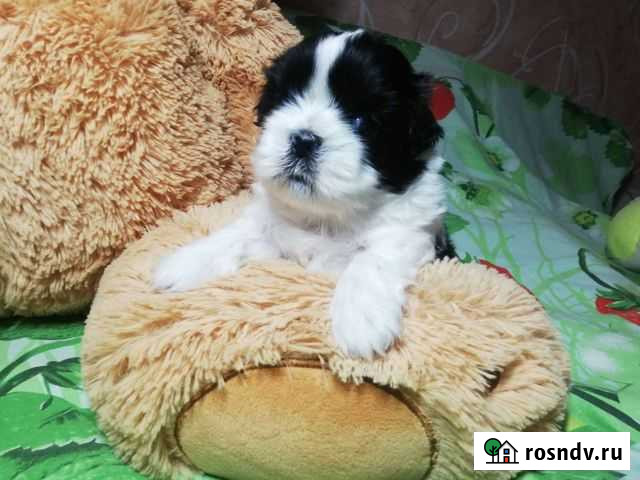 Щенки Ши-тцу Губкин - изображение 1