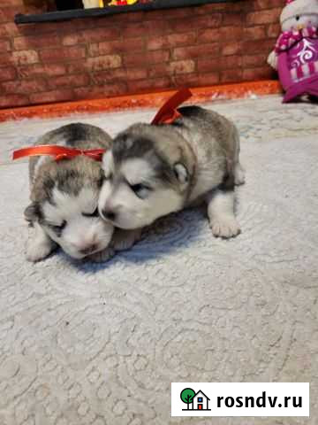 Собаки Благовещенск - изображение 1