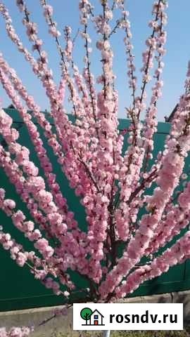 Миндаль декоративный (луизеания) Казанская - изображение 1