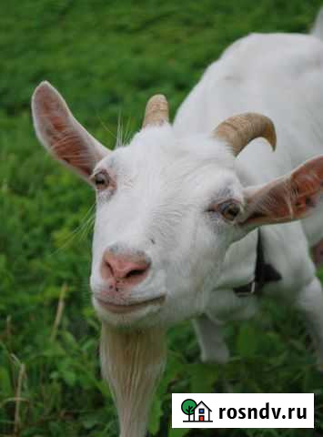 Продам занненских козочек Россошь - изображение 1