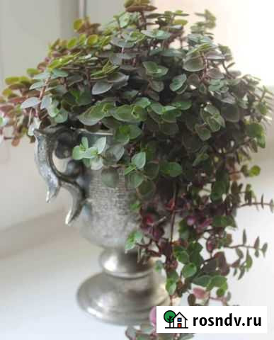 Традесканция Челябинск - изображение 1