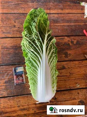 Пекинская капуста Тбилисская - изображение 1