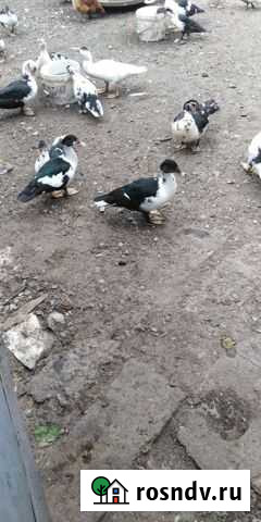 Индоутки Воронеж - изображение 1