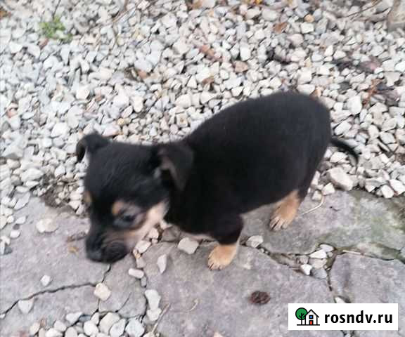 Щенки бесплатно Новороссийск - изображение 1