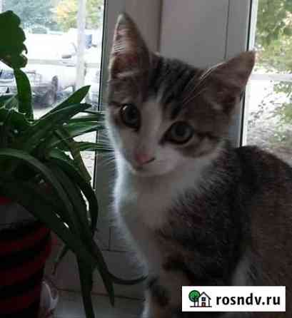 Котёнок Калуга