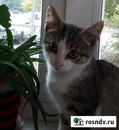 Котёнок Калуга - изображение 1