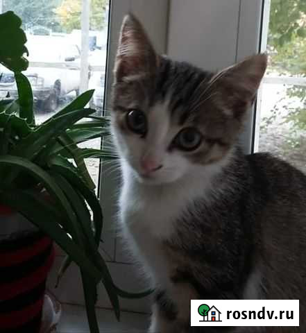 Котёнок Калуга - изображение 1