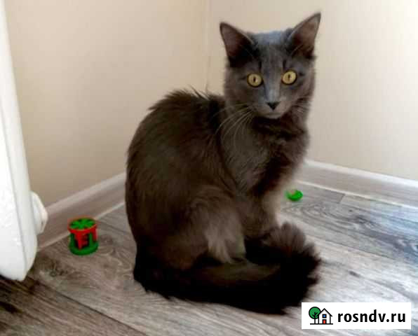 Кот Петропавловск-Камчатский - изображение 1