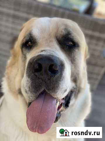 Среднеазиатская овчарка Севастополь - изображение 1