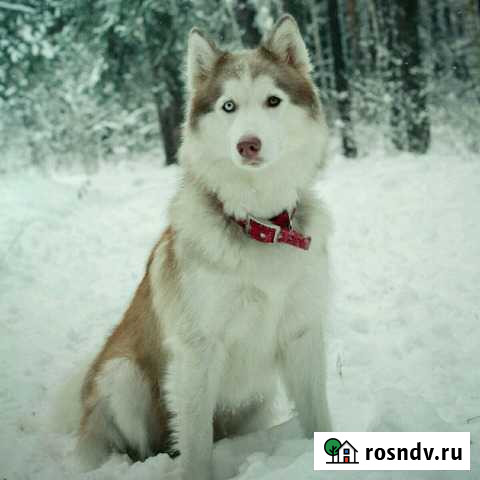 Хаски для фотосессии Казань - изображение 1