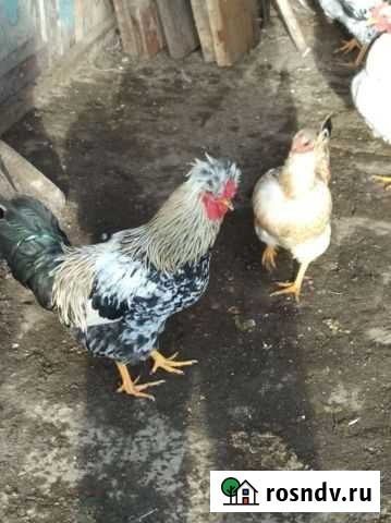 Петух Гордеевка - изображение 1