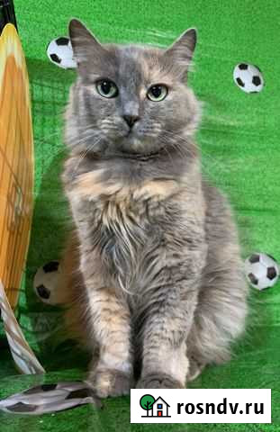 Лавандочка Каменск-Шахтинский - изображение 1