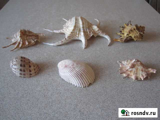 Морские ракушки для аквариума Саратов - изображение 1
