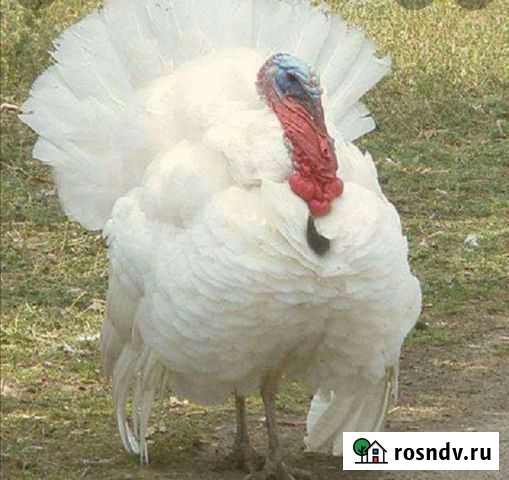 Индюки Уварово - изображение 1