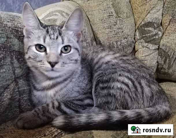 Кошка в дар Дубовое - изображение 1